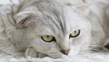 官方：索博战阿森纳攻入的任意球世界波当选英超8月最佳进球