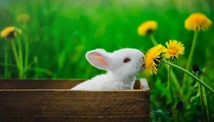 掘金官方晒球员卡通投篮视频：视频中六位球员分别是谁？